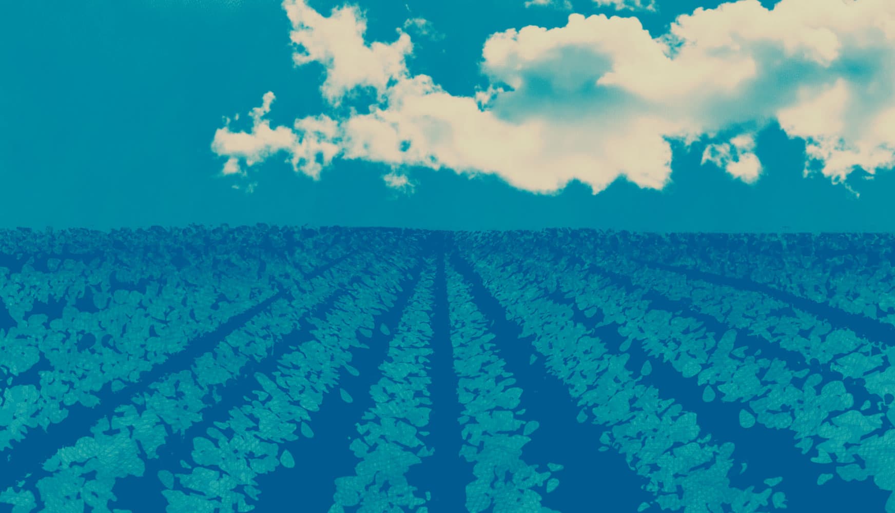 Aerial view of agricultural fields